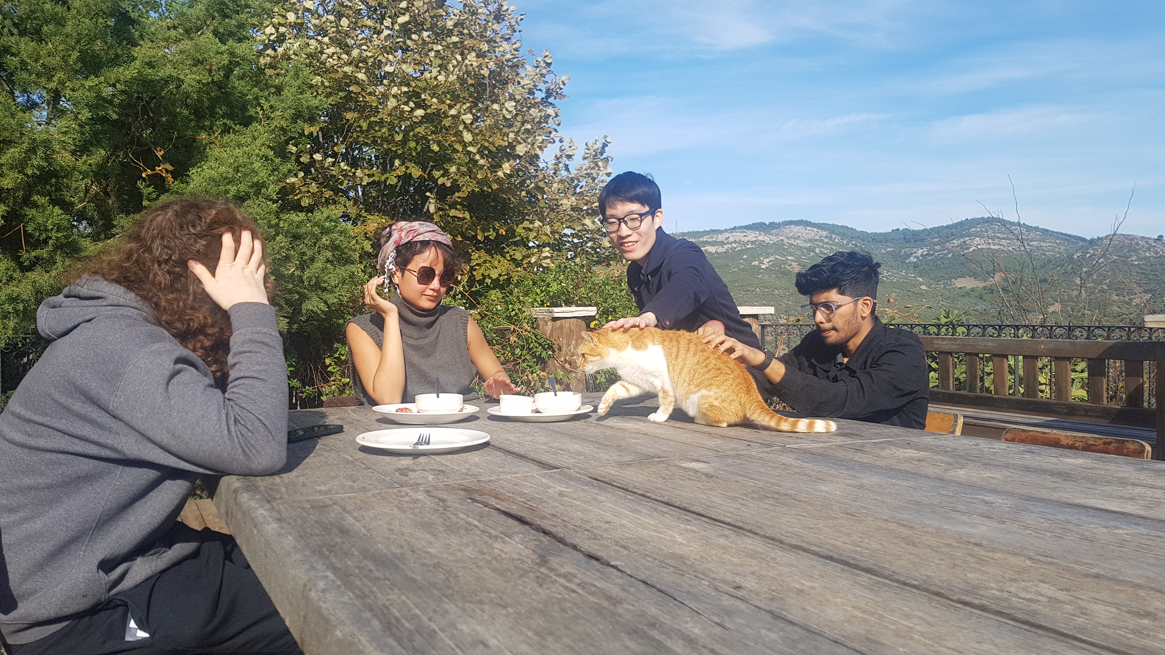 Typical example of a cat attack during a meal